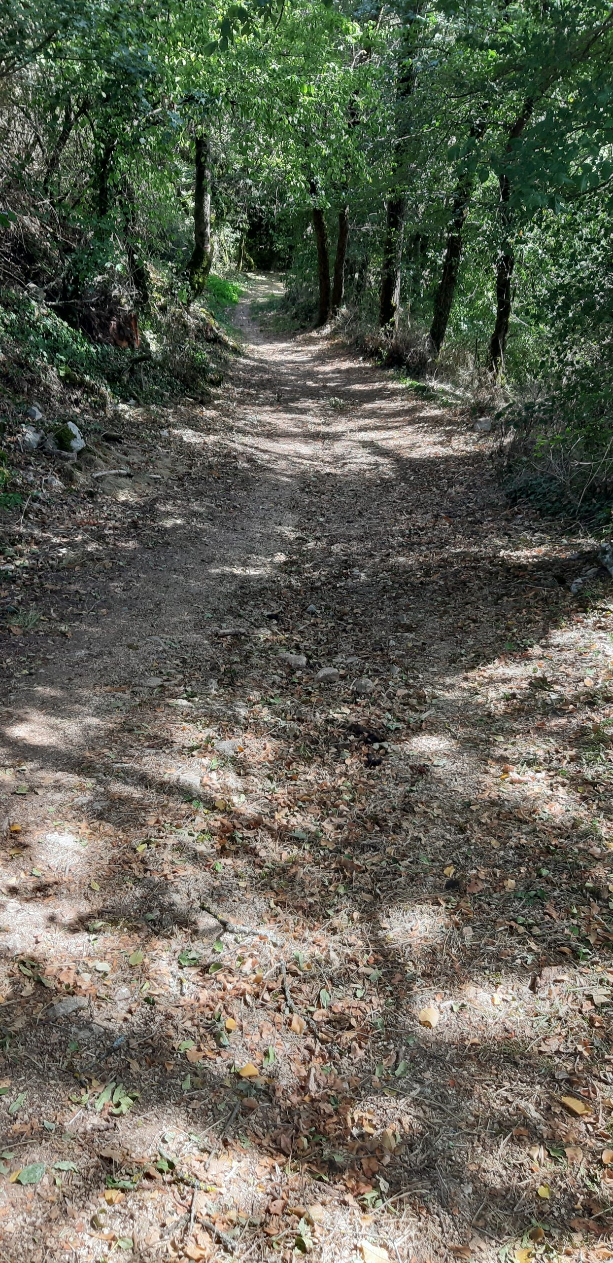 Chemin bordé d'arbres à travers la forêt